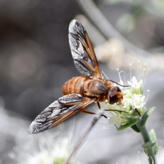 Poecilanthrax eremicus