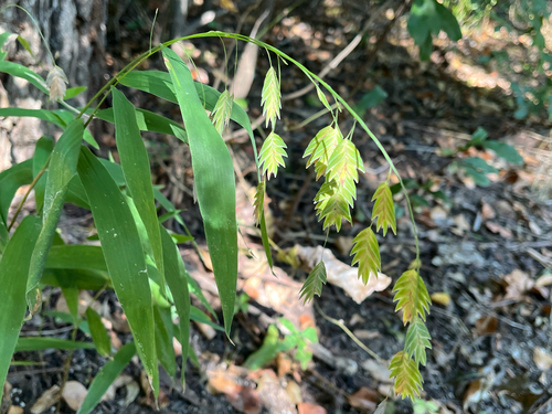 river oats