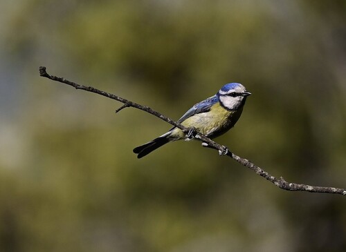 Eurasian Blue Tit