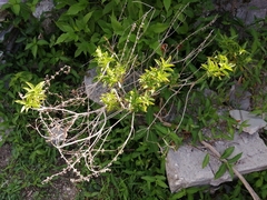 Ocimum carnosum