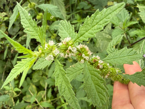 European water-horehound