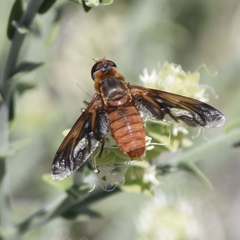 Poecilanthrax eremicus