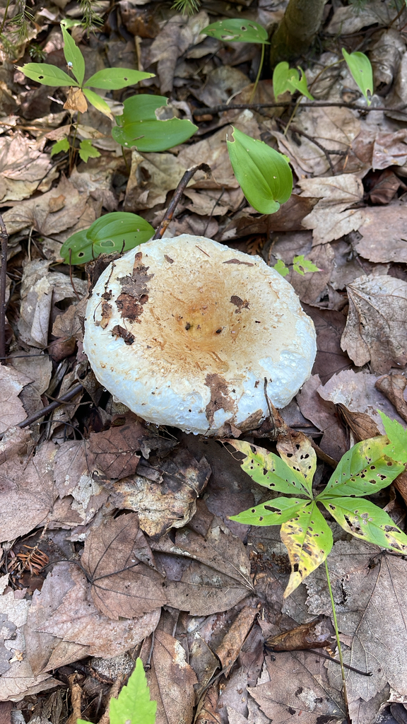 Deceptive Milky · August 2026 · photo: Photo: (c) blizzardia, some rights reserved (CC BY) · iNaturalist