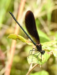 Calopteryx haemorrhoidalis