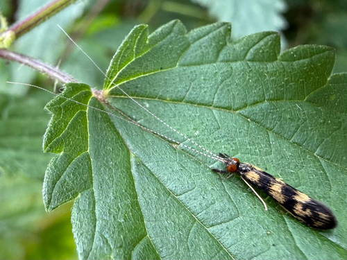 Grousewing Caddisfly