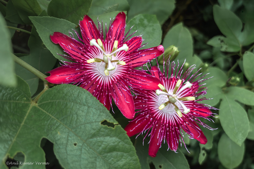 Passiflora incarnata × miniata