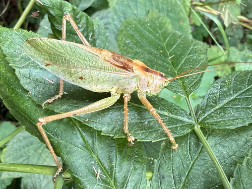 Upland Green Bush-cricket