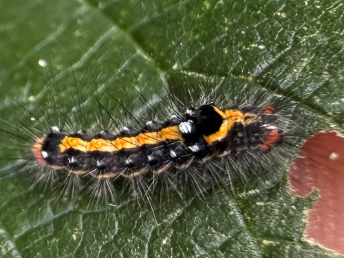 Swan Moth