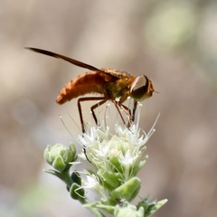 Poecilanthrax eremicus