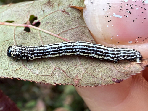 Clouded Magpie