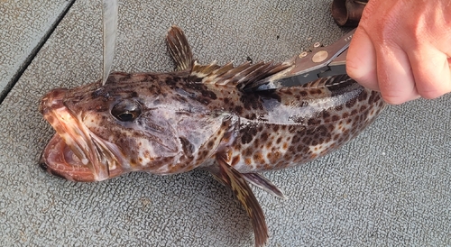 Lingcod