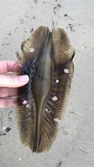 Callorhinchus milii