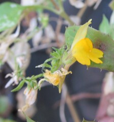 Linaria saxatilis