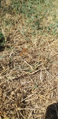 Prairie Robber Fly