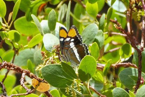 iNaturalist observation photo of California Sister