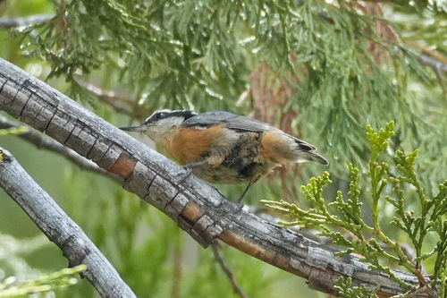 iNaturalist observation photo of Red-breasted Nuthatch