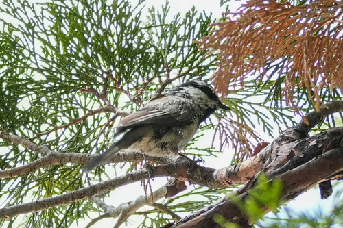 iNaturalist observation photo of Mountain Chickadee