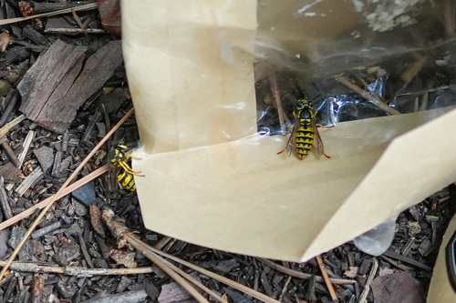 iNaturalist observation photo of Western Yellowjacket