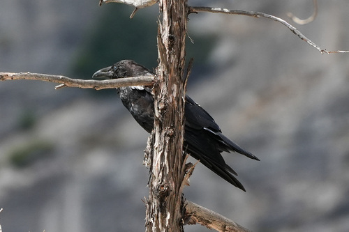 iNaturalist observation photo of Common Raven