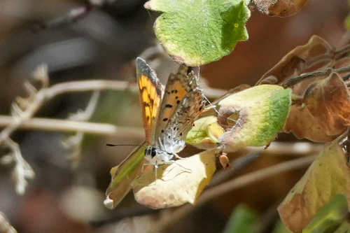 iNaturalist observation photo of Tharsalea