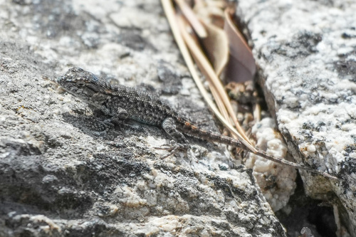 iNaturalist observation photo of Spiny Lizards