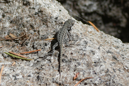 iNaturalist observation photo of Spiny Lizards