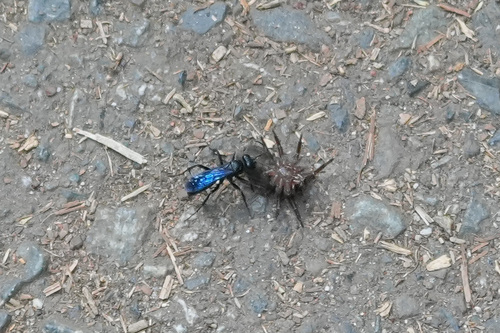 iNaturalist observation photo of Pepsinae