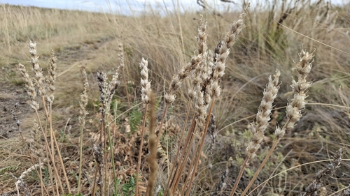 Oxytropis kasakorum