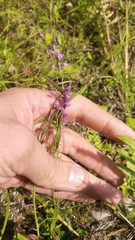 Polygala comosa, photograph (c) Andrew Bazdyrev, some rights reserved (CC BY)