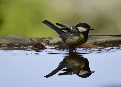 Great Tit