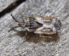 Aradus depressus