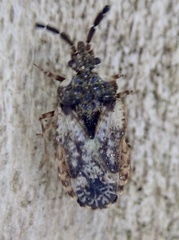 Aradus depressus