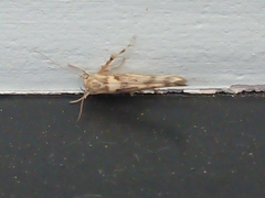 Stathmopoda plumbiflua