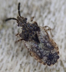 Aradus depressus