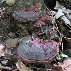 Fungi