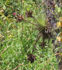 Tillandsia vicentina