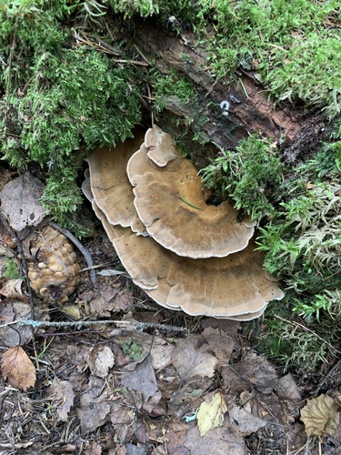 Woolly Velvet Polypore