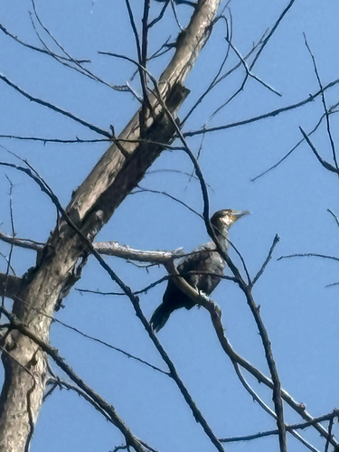 Great Cormorant