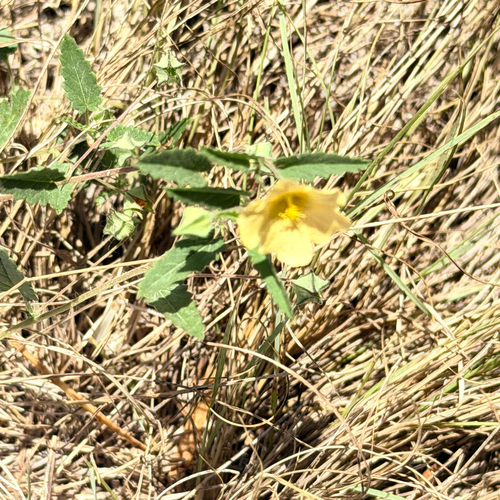 Spreading fanpetals (Sida abutilifolia)