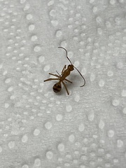 Camponotus zonatus