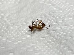 Camponotus zonatus