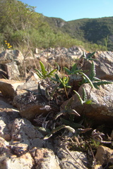 Doryopteris triphylla image