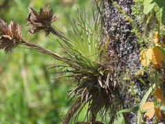 Tillandsia vicentina