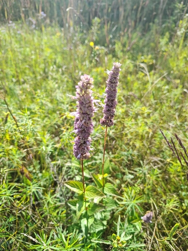 anise hyssop