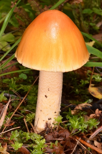 Amanita crocea — (c) Eugene Popov, some rights reserved (CC BY)