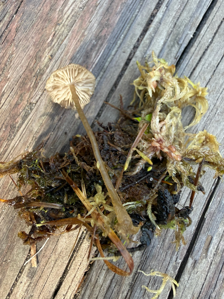 sphagnum greyling · August 2026 · photo: Photo: (c) blizzardia, some rights reserved (CC BY) · iNaturalist