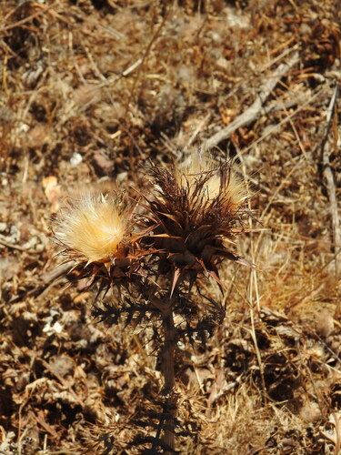 Cynara algarbiensis, photograph 1