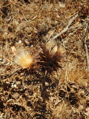 Cynara algarbiensis