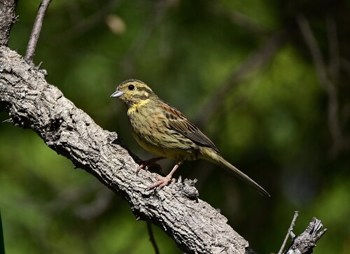 Cirl Bunting