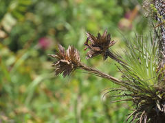 Tillandsia vicentina